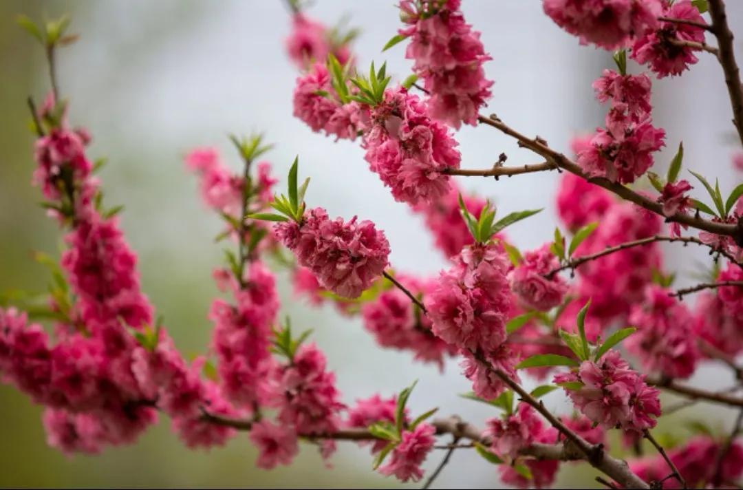 菊花台歌词_菊花台倒影明月歌词_菊花台的歌词